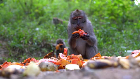 Monkey sit at ground eating fruit. alt