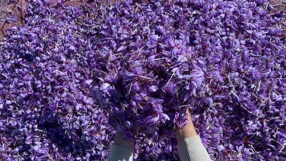 A Mountain Of Beautiful Saffron Flowers In The Hands Of A Farmer