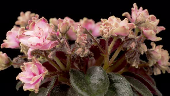 Time Lapse of Growing and Opening Pink Saintpaulia African Violet