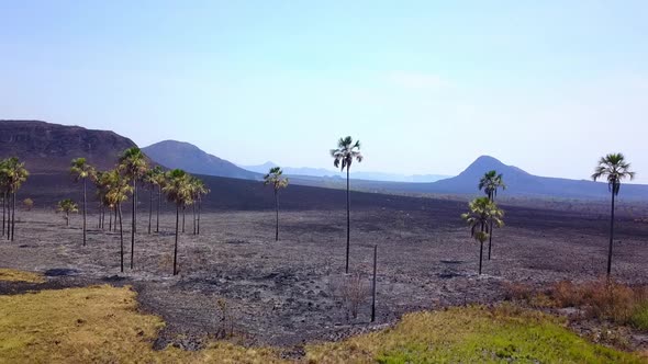 Reverse flying drone shot over land scorched by a forest fire alt