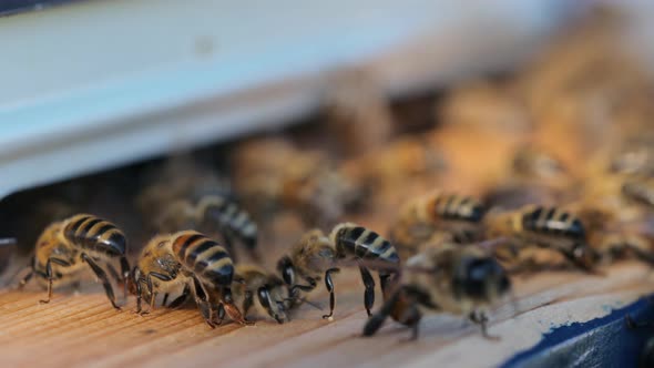 Bees cooling the entrance to the hive