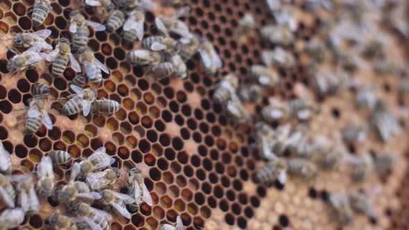 A Colony of Bees Swarms in the Hive