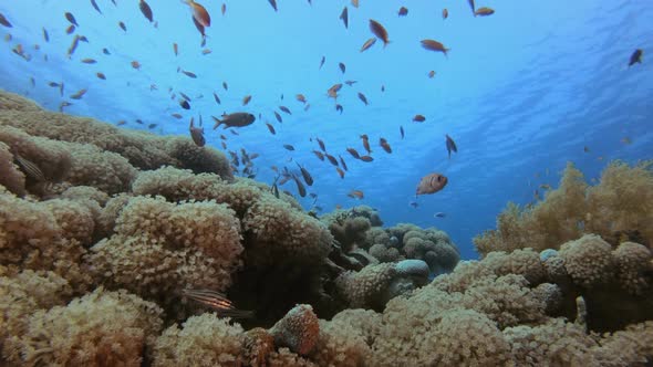 Beautiful Soft Coral alt