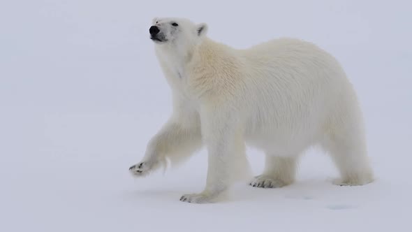 Polar Bear Walking on the Ice in Arctic
