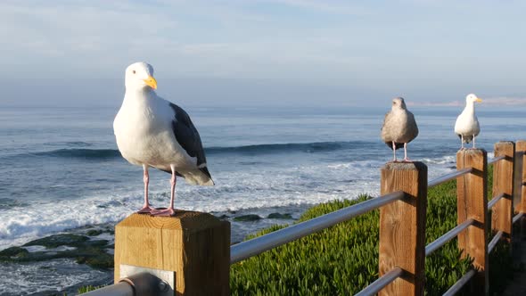 Funny Sea Gull Birds on Railings. Seagulls and Green Pigface Sour Fig Succulent, Pacific Ocean
