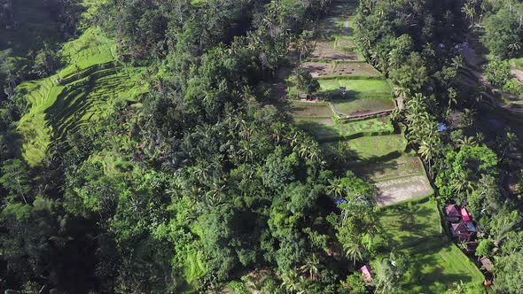 Hillside Rice paddies at Ubud, an Indonesian town on the island of Bali, Aerial view. alt
