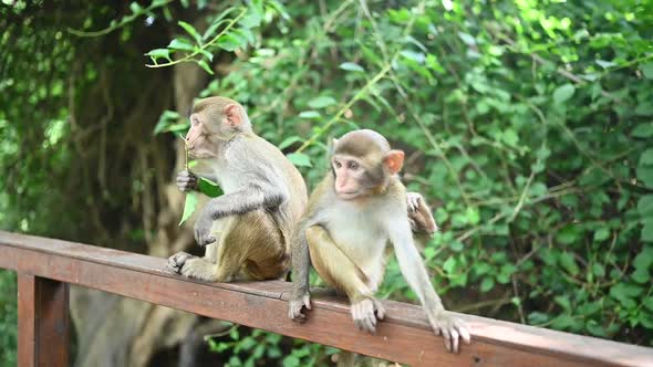 Rhesus Macaque Cute Babies Children Playing in Tropical Nature Forest Park