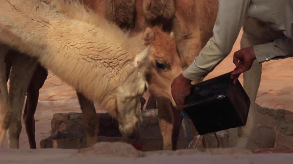 Man Pours Fresh Water for Herd of Camels
