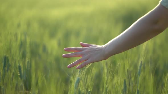 The Girl Walks Through a Dense Field of Wheat and Her Hand Gently Touches the Ears in the Rays of