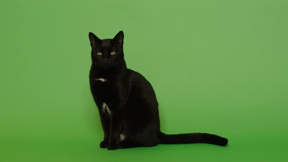 Black Cat 
