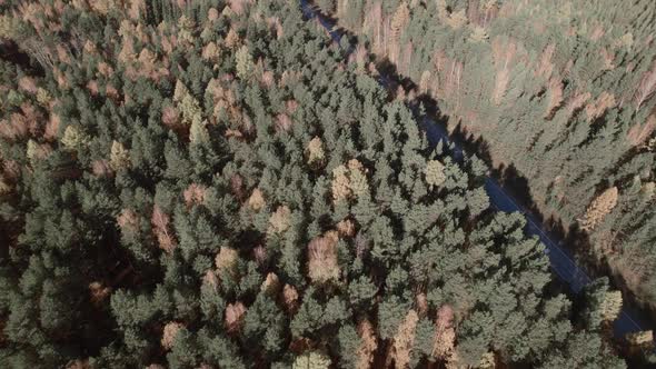 Autumn forest and road with traffic cars in Ural