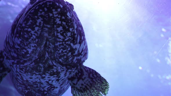 giant grouper (epinephelus lanceolatua) in water