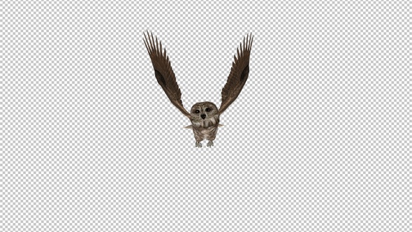 Owl - Spotted - Flying Loop - Front View