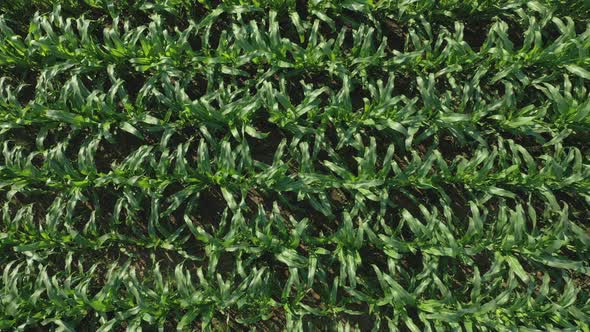 Aerial, Flight Above Rural Countryside Landscape With Growing Corn Field Morning Sunrise alt