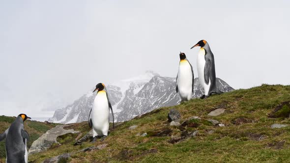 King Penguins on the Hill in South Georgia