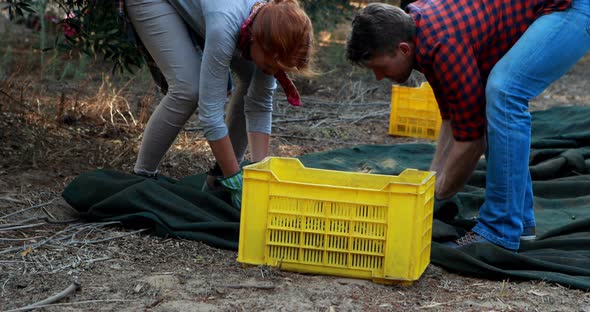 Farmers putting harvested olives in crate alt