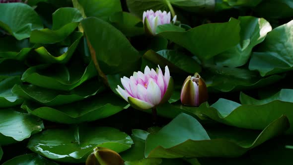 4K Time lapse lotus opening. The water lily blooming in the pond is surrounded by leaves.