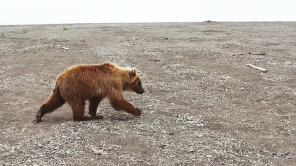 The Kamchatka Brown Bear Walks Through the Rocky Landscape alt