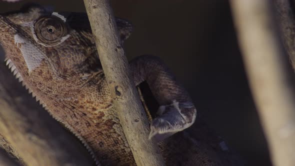 Chameleon Walking Slowly alt