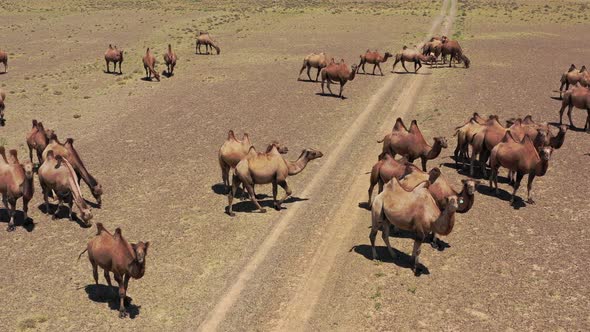 Aerial View of Bactrian Camels Group in Mongolia alt