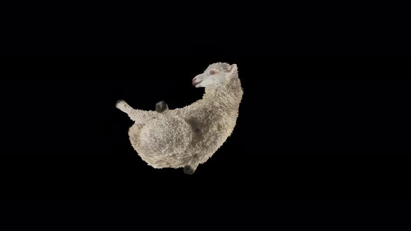 14 Sheep Dancing 4K alt