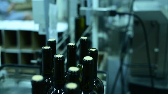 Conveyor with Wine Bottles at Wine Factory White Wine Production Bottle Washing and Filling alt