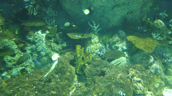 The Underwater World alt