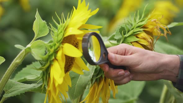 Handheld an Farmer Man Stands in the Field of Sunflowers and and Looks at the Sunflower Flowers and alt