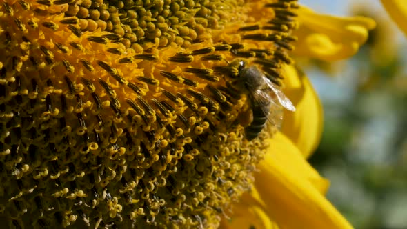 Bee Collecting Pollen From A Flower Close Up alt