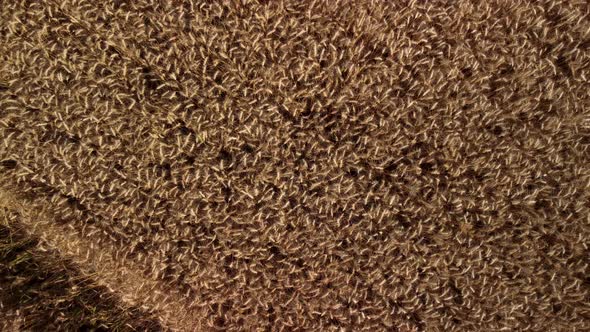 Top-down view of field of ripe wheat in the countryside