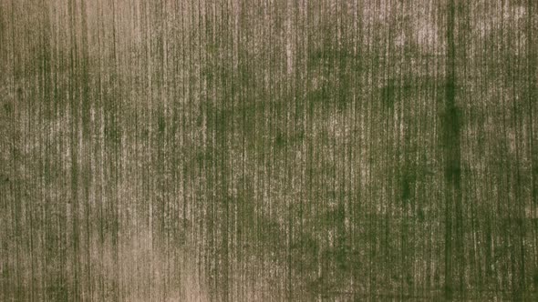 Aerial View on Green Wheat Field in Countryside alt