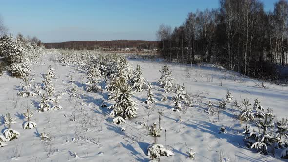 1 Young Fir Trees Under The Snow