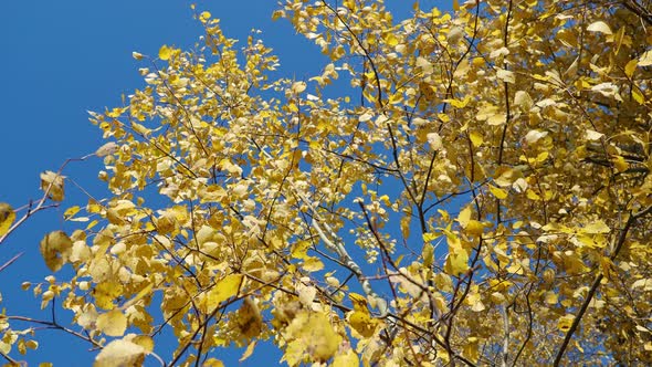 A Pattern of Yellow Autumn Leaves on a Tree That Sway in the Wind.