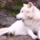 The arctic wolf - VideoHive Item for Sale