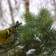 Siskin Eats A Sunflower Seed Sitting On A Spruce Branch - VideoHive Item for Sale