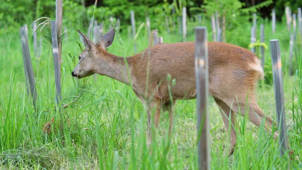 Roe deer in grass, Capreolus capreolus. Wild roe deer in nature. alt