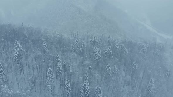 Aerial shot: spruce and pine winter forest completely covered by snow. alt