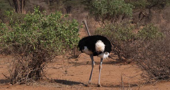 Somali Ostrich, Struthio camelus molybdophanes, Male walking through the Bush alt