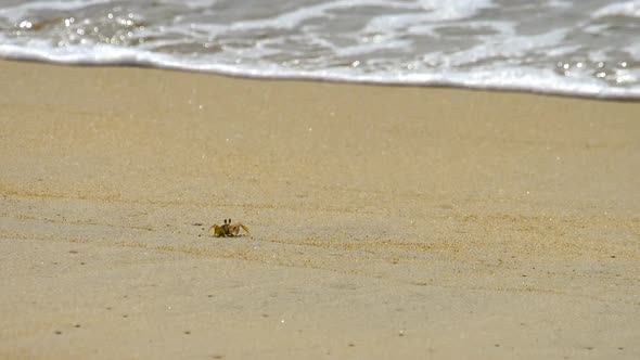 Crab on the Sandy Beach alt