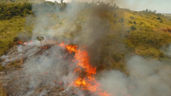 Fire in a Tropical Bush alt