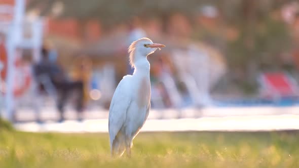 White Cattle Egret Wild Bird Also Known As Bubulcus Ibis Walking on Green Lawn in Summer alt