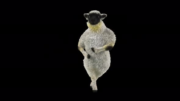 26 Sheep Dancing 4K alt