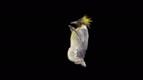 75 Penguin Dancing 4K alt