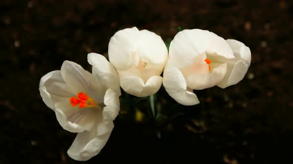 Flower Timelapse alt