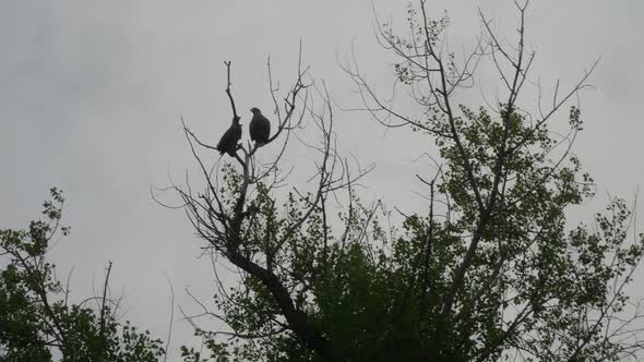 Two Whitetailed Eagle Haliaeetus Albicilla Birds Perched at Tree Branch