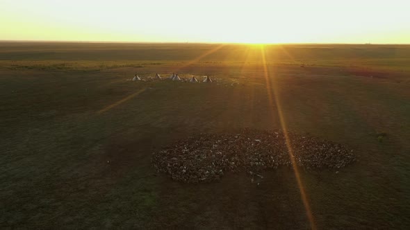 Herd of Deer