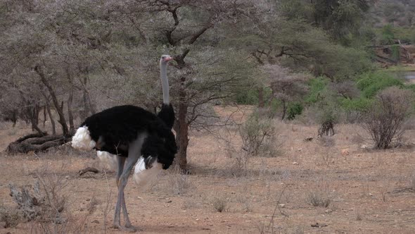 Struthio camelus ostrich, Kenya Africa alt