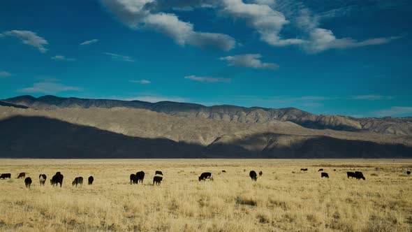 Fields Cattle and Mountains Time Lapse alt