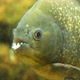 Piranha Nattereri, Close-up - VideoHive Item for Sale