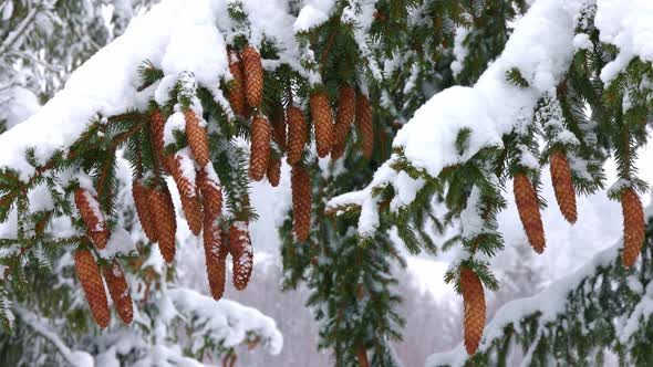 Closeup of Spruce Branches with Small Cones Against the Background of the Mountain Forests of the alt
